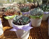 12 Succulent Wedding Favors, Rosettes in 3" White Ceramic Pots for Wedding, Baby or Bridal Shower, Now Available with Favor Boxes
