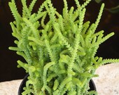 Crassula Muscosa Watch Chain Succulent Plant