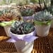 3 Succulent Rosette Plant Favors in 3" White Ceramic Pots for Baby or Bridal Shower, Party Gifts, Now Available With Favor Boxes