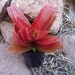 Crassula Campfire Succulent Plant, 1 Cutting