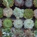 Phenomenal Value, 50 Colorful Succulents, Fully Rooted, Wonderful Wedding Favors, Party Favors