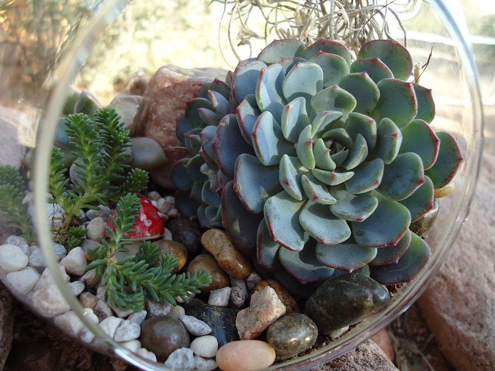 Succulent Terrarium Garden Hanging Glass Globe DIY Kit with GIFT BOX