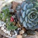 Succulent Terrarium Garden Hanging Glass Globe DIY Kit with GIFT BOX