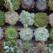 Succulent Terrarium Garden Hanging Glass Globe DIY Kit with GIFT BOX