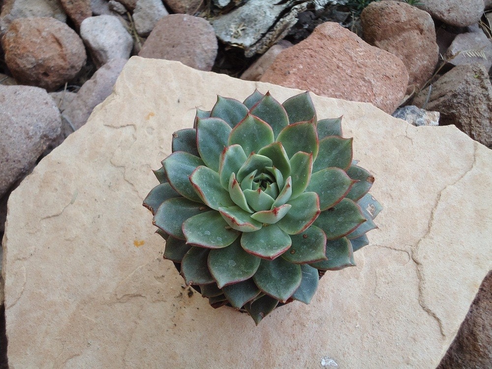 Large Echeveria Parva, Gorgeous Succulent Plant