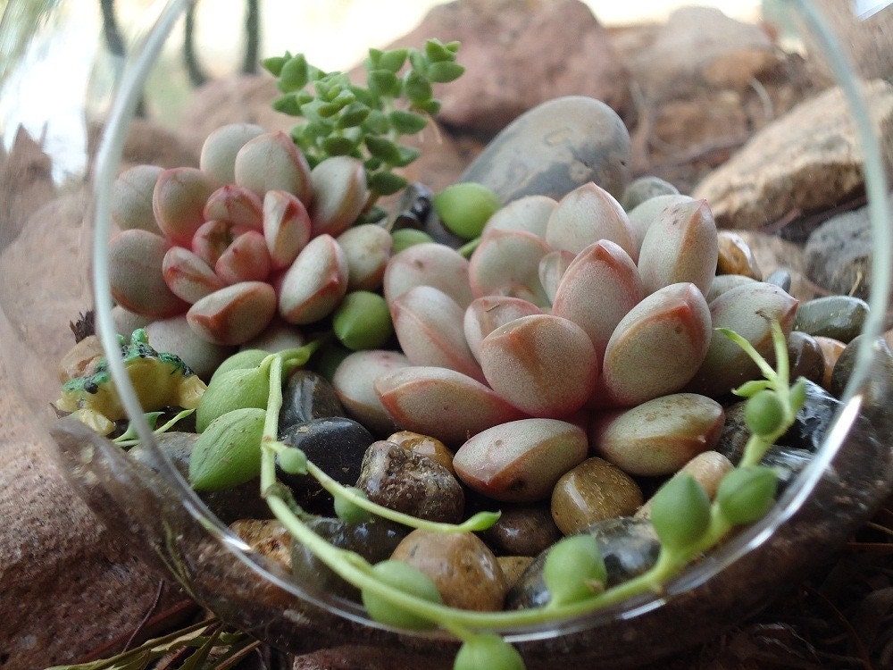 Large Echeveria Parva, Gorgeous Succulent Plant