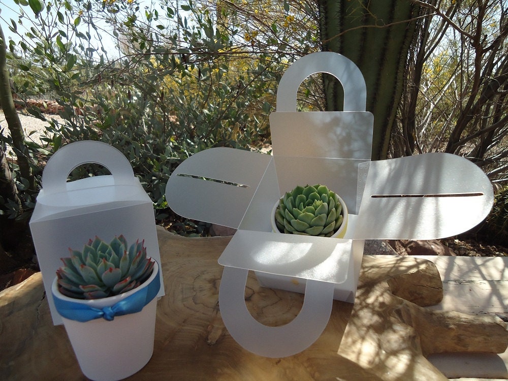 12 Succulent Wedding Favors, Rosettes in 3" White Ceramic Pots for Wedding, Baby or Bridal Shower, Now Available with Favor Boxes