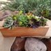 Organic Succulent Plant Centerpiece Decor for Your Windowsill, Wedding Tables, Baby or Bridal Shower