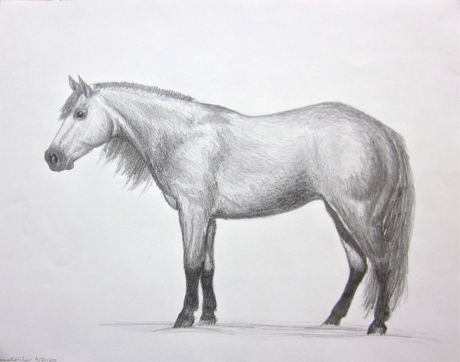 horse art Quarter Horse In Pencil original graphite by LaurelMae