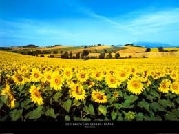 6 pack Sunflower Soy Votives