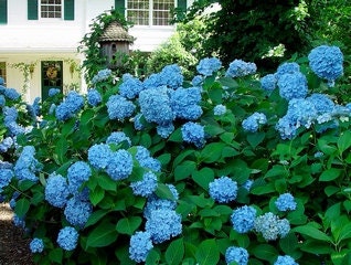6 Pack Hydrangea Soy Votives
