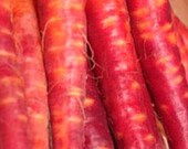Organic Carrot Atomic Red Heirloom Vegetable Seeds