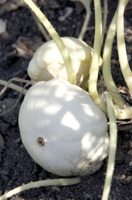 Organic Scallop Summer Squash Early White Bush Heirloom Vegetable Seeds