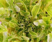 Heirloom Oak Leaf Lettuce Seeds