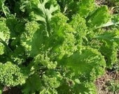 Heirloom Southern Giant Curled Mustard Seeds