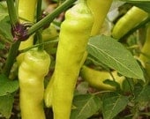 Heirloom Sweet Banana Pepper Seeds