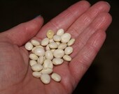 Heirloom White Dixie Butter Pea Seeds