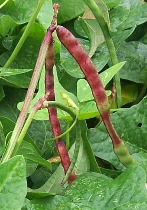 Heirloom Big Red Ripper Southern Pea Seeds