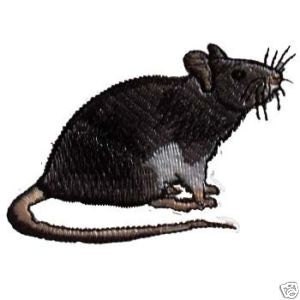 Black Self Rat