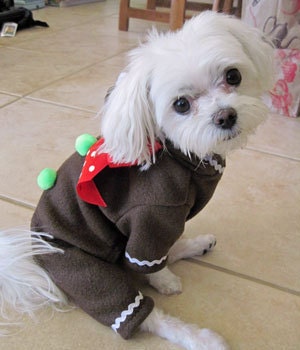 Halloween Dog Costumes Gingerbread Man