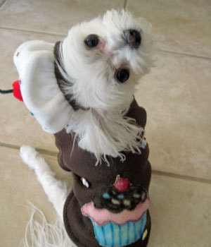 Hat and Sweater Pupcake Halloween Dog Costume