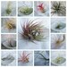 5 Air Plants