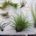 5 Air Plants