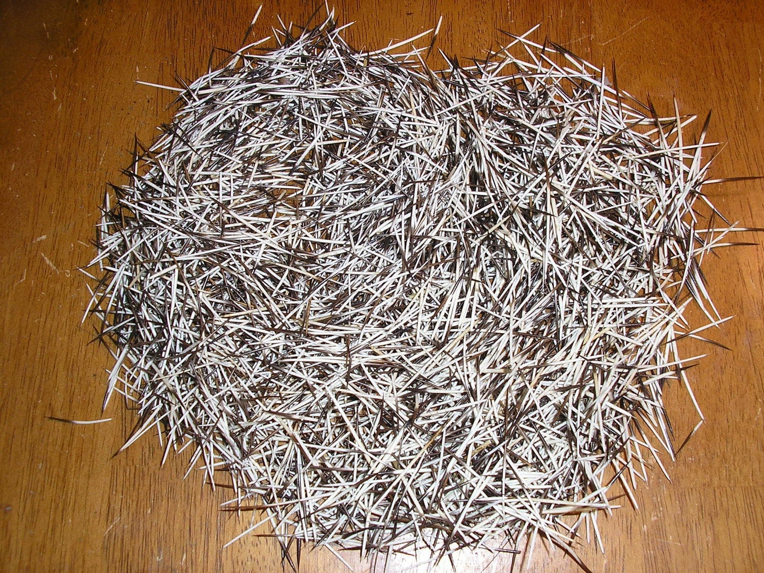 Porcupine Without Quills