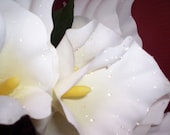 3 WHITE CALA LILY BUNCHES