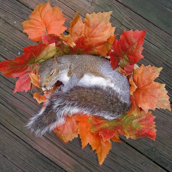 stuffed squirrel taxidermy for sale