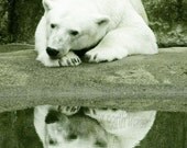 Isbjorn Nanuuq - 4x6 Fine Art Photograph