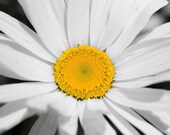 Replaced by Dots - 4x6 Fine Art Photograph
