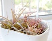 Large Tuck Pot (second) with Airplant arrangement