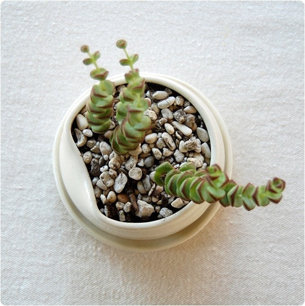 Small Tuck Pot  DISCONTINUING SALE