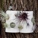 Airplant Wall Tile