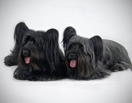 Original Skye Sky Terriers Dogs Canine13x19 Fine Art Photography Print