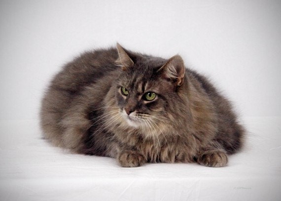 Maine Coon Kitty Cat Kitten 5x7 Original Print