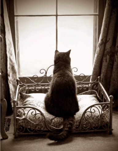 Sepia Tone Kitty Cat Waiting Patiently in the Window Fine Art Photography Photo Print - JWPhoto