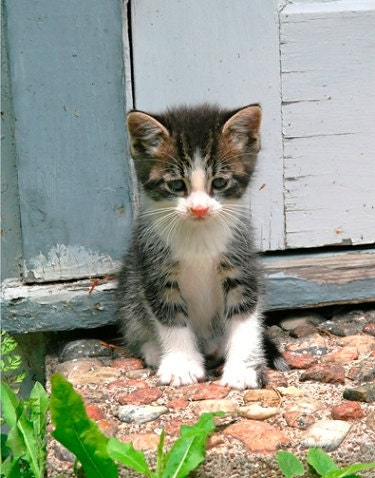 Sad Lonesome Gershwin Kitty Cat Kitten 11x14 Fine Art Photography Photo Print