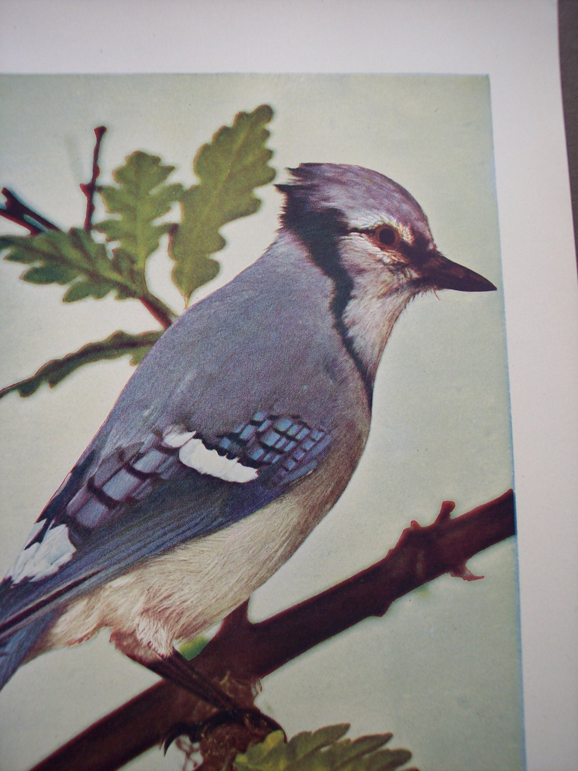 Antique Bird Print - 1902 Vintage  illustration - Blue Jay