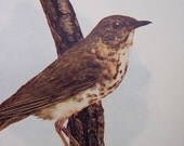 Vintage Bird Print - 1902  Antique illustration - Wilsons Thrush