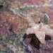 Wet Felted 3D art - Fairy Glen