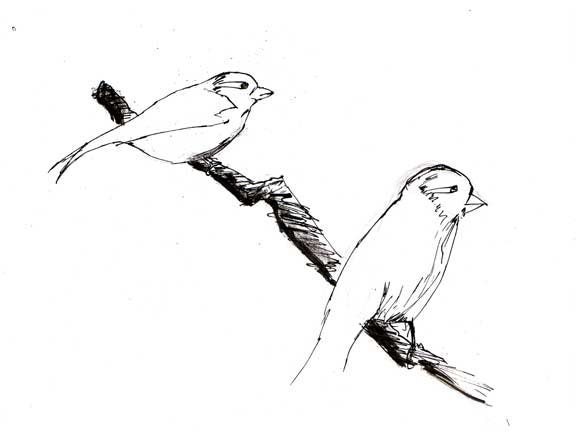 Birds