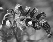 Four 8x10 FERN prints