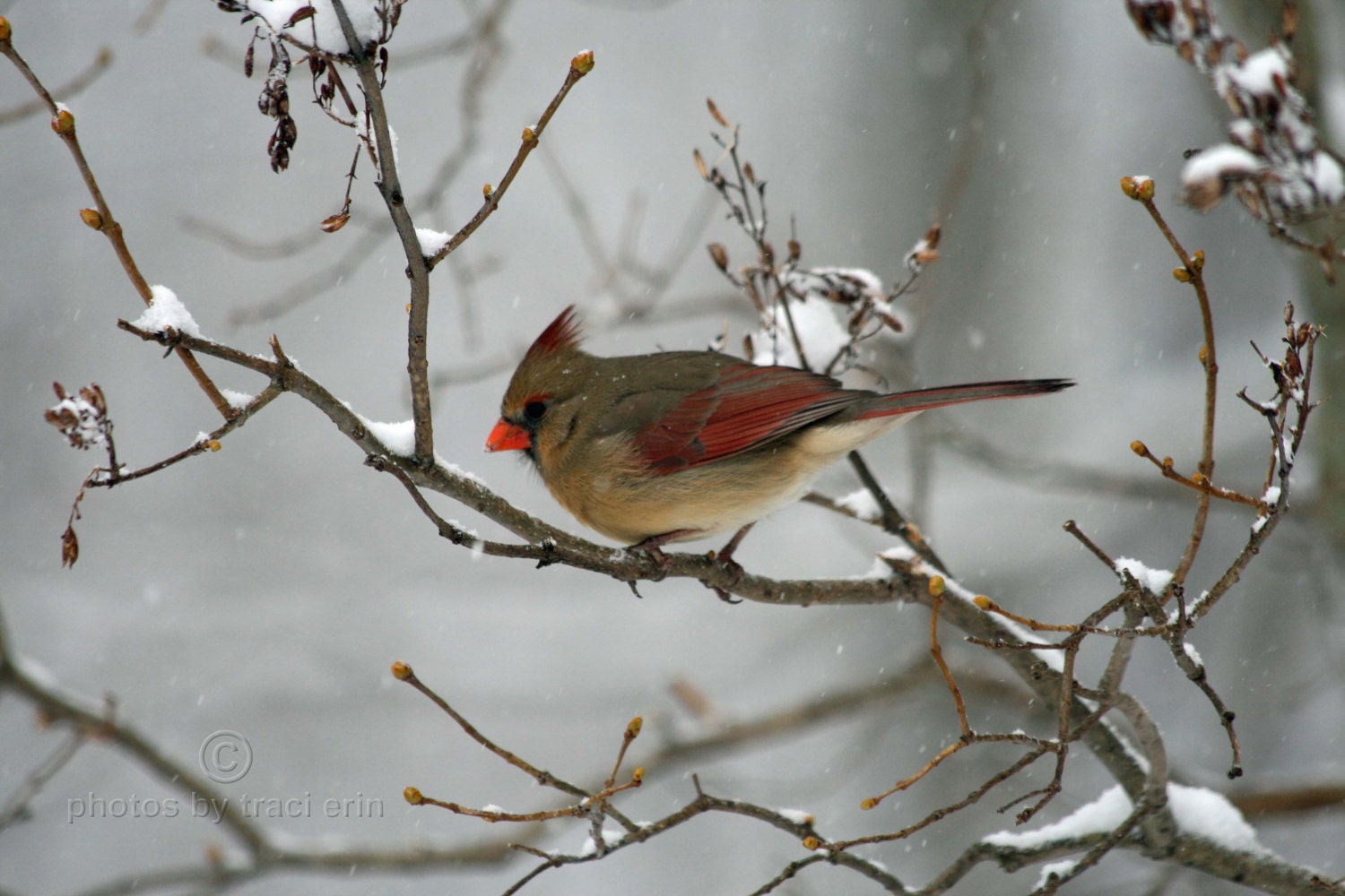 5x7 Winter Bird Photograph, Female Cardinal on Branch during Winter