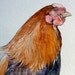 Chantecler Rooster (print)