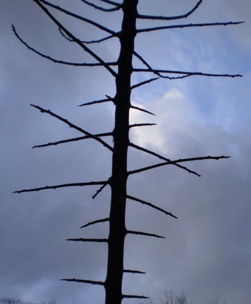 13 Blackthorn Spikes, Spines or Thorns for Spell or Charm Ingredients.