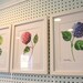 Pink Hydrangea Watercolor Print