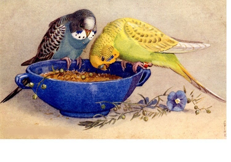 Budgie and Parakeet Bird Dinner For Two Fridge Magnet Blue Bowl Sharing A Meal Birds