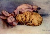 Baby Cairn Terrier Dog Puppy With Stuffed Donkey Pal The Innocents Note Card s